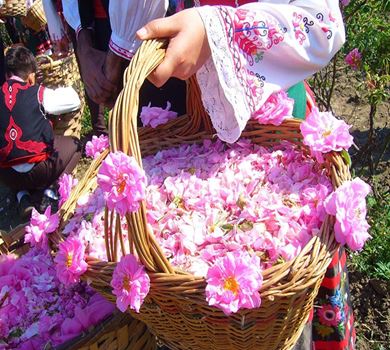 Գոլաբի (վարդաջուր) պատրաստման սովորույթը