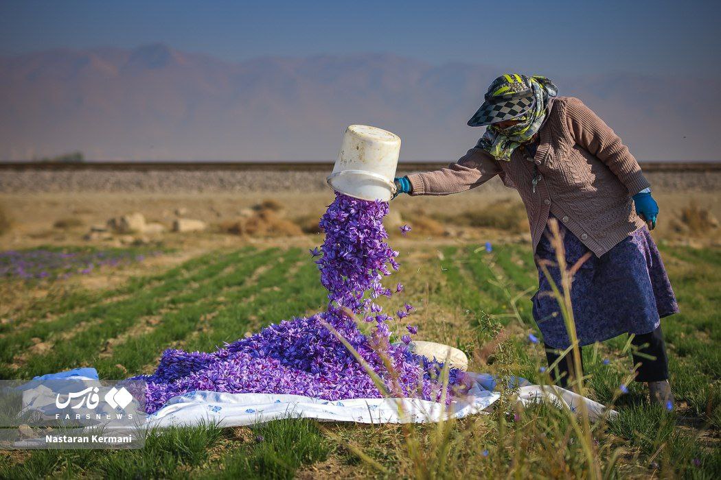 Զաֆրանի բերքահավաքը